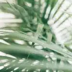  WHAT HAPPENS DURING A ROOT CANAL?—PART I